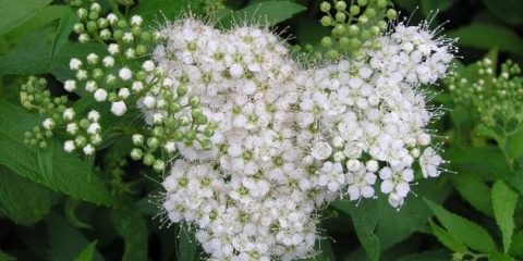 Spirea albiflora